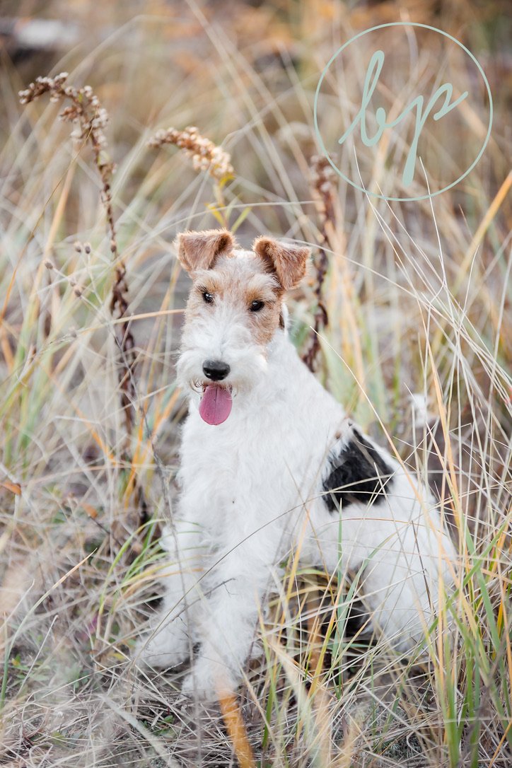 Harlow sitting peacefully and confidently in tall golden grass, showing her calm adaptation