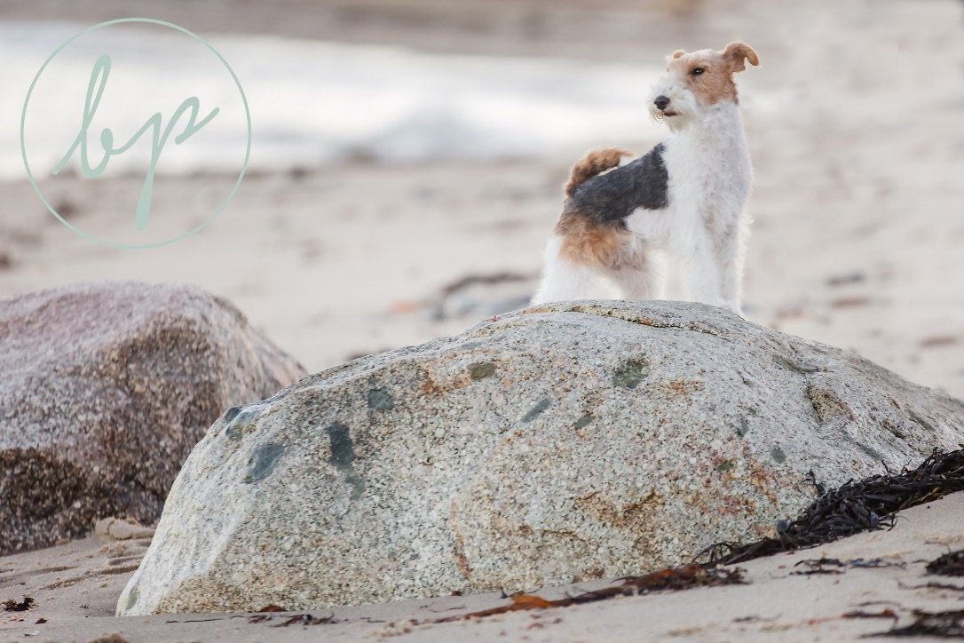 Harlow standing calmly on the rocks by the beach